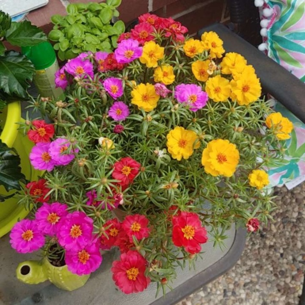 Meet your Posher, Melanie